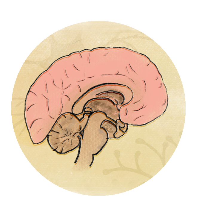 brain icon.png